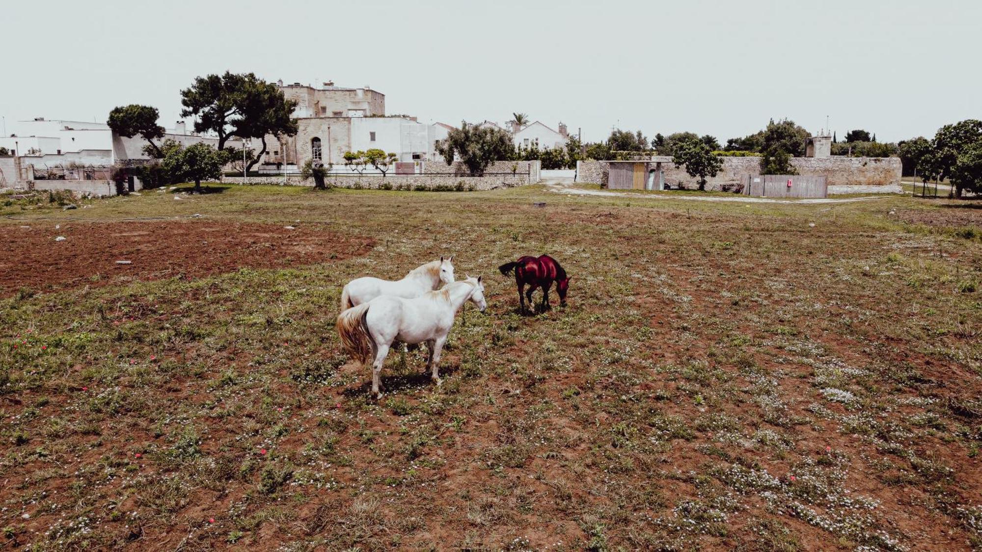 Masseria Francescani Torre Chianca Kültér fotó